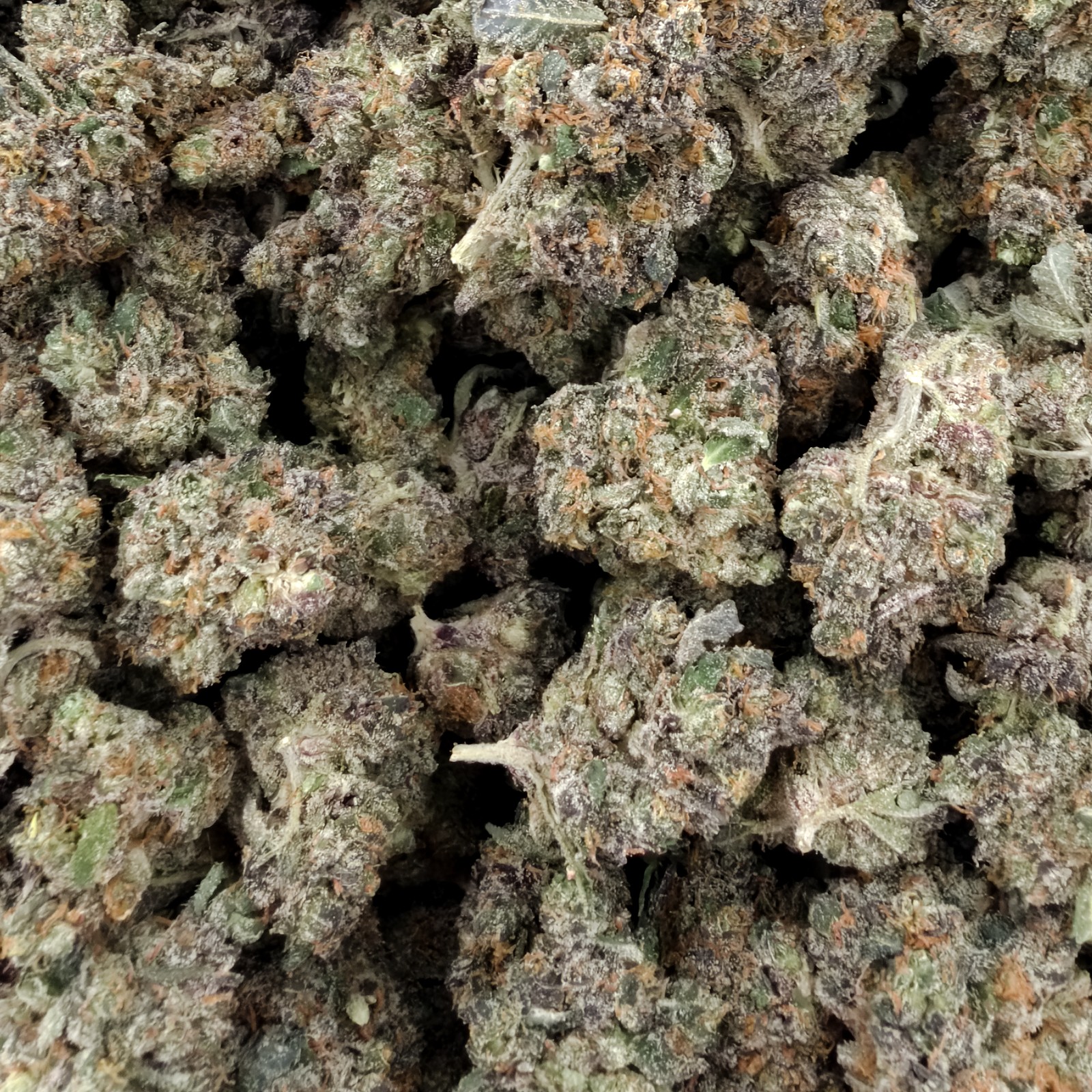 Island Sweet Skunk
