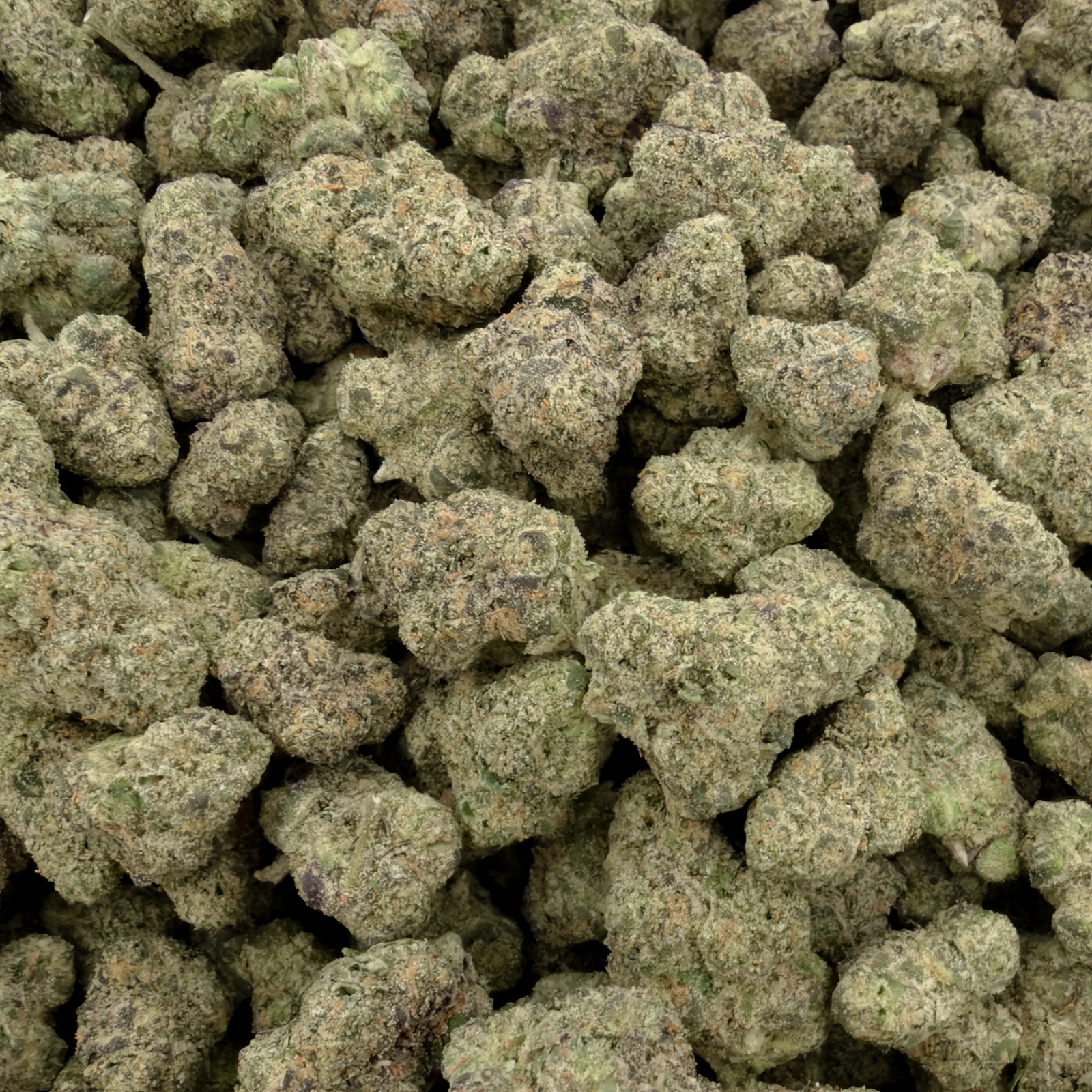 Platinum Biscotti